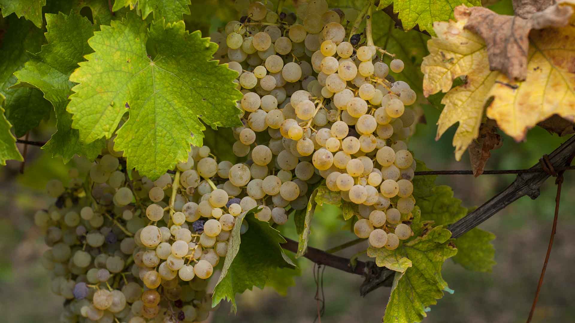 vendemmia volpaia trekking