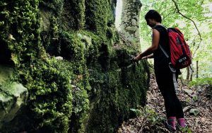 forest-bathing-foreste-casentinesi-1 forest-bathing-foreste-casentinesi-1