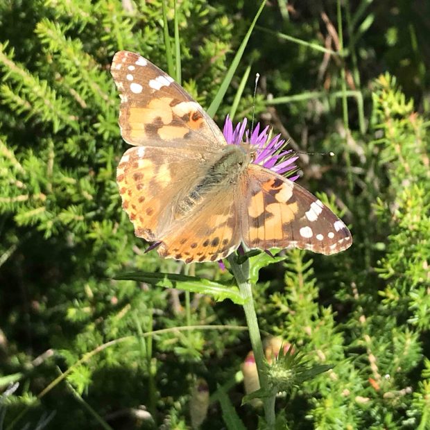 capraia farfalla